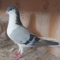 کفتر ساده