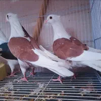 کبوتر فروشی|پرنده|سراوان, |دیوار