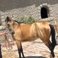 مادیان درهشور به همراه کره سالار۲