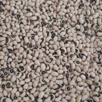 لوبیا چشم بلبلی