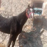 کره نریان 18ماهه ازارشاکیانی|اسب و تجهیزات اسب‌سواری|ارومیه, |دیوار