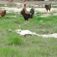 خروس دورگه|حیوانات مزرعه|سرپل ذهاب, |دیوار