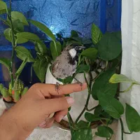 طوطی