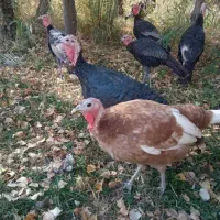 فروش بوقلمون محلی  سالم و سرحال