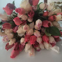 75عدد گل رز رنگی