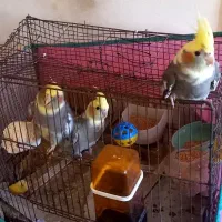 عروس هلندی ۳ماه|پرنده|اردبیل, |دیوار