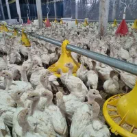 جوجه بوقلمون بیوتی|حیوانات مزرعه|مشهد, شهرک بهارستان|دیوار