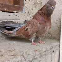 کبوتر ماده|پرنده|میانه, |دیوار