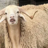 دام زنده در گلستان واطراف سیدمرتضی