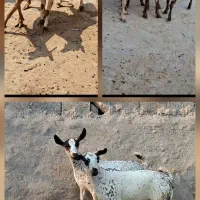 بالغ و کوچک