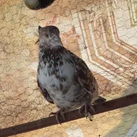 دوتا نر مست قلمکار