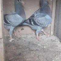 کبوترآلمانی