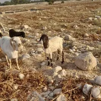قوچ برشن چاق چاق|حیوانات مزرعه|بندر کنگان, |دیوار