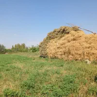 یونجه