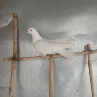 کبوتر رنگ و پرش