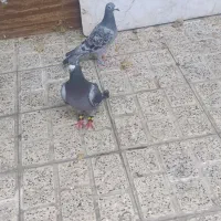 کفتر مسافتی جفت|پرنده|مشهد, پروین اعتصامی|دیوار