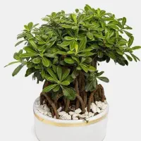 گل بنسای میخک هندی