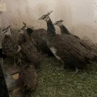 جوجه طاوس نر و ماده|پرنده|ماسال, |دیوار