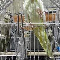 عروس هلندی