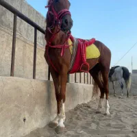 اسب و مادیون|اسب و تجهیزات اسب‌سواری|کاشان, استرک|دیوار