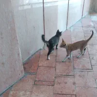 واگذاری ۲ تا بچه گربه رایگان