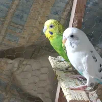 مرغ عشق|پرنده|سراوان, |دیوار