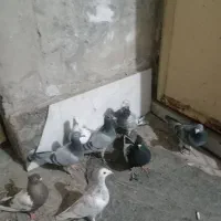 کفبوتر|پرنده|مشهد, شهید قربانی|دیوار