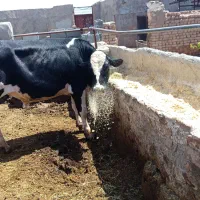 گوساله داشتی وتلیسه سرمایه ابست