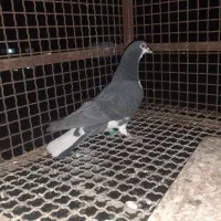 کبوترگمشده