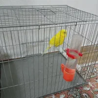 یک عدد مرغ عشق بالق نر ،مست آماده جفت|پرنده|رشت, کوی مهر|دیوار