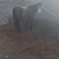 اسب نجیب|اسب و تجهیزات اسب‌سواری|تربت‌حیدریه, پائین ولایت|دیوار