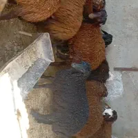 برای بره سبک وزن