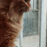 واگذاری رایگان|گربه|اردبیل, |دیوار