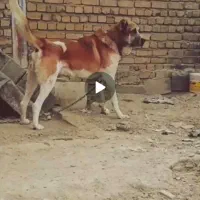 توله سرابی