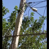 سیم بان تک فاز  وسه فاز|خدمات پیشه و مهارت|چهارباغ, |دیوار