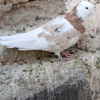 شازده سرور|پرنده|قم, نیروگاه|دیوار