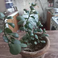 گلدون طبیعی فروشی|گل و گیاه طبیعی|مشهد, خرمشهر|دیوار