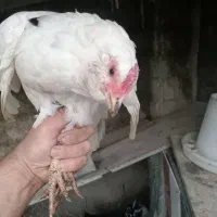 مرغ گلین|حیوانات مزرعه|رشت, بیجارپس|دیوار