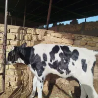 یک رس گوساله نر، یک رس ماده زیربر