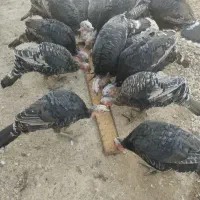 بوقلمون محلی