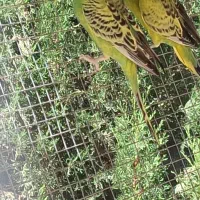 مرغ عشق سبز