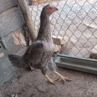 مرغ لاری دانگ بالا