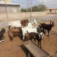 6راس بز دو رگ و جوان مناسب برای داشتی