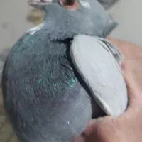 سبز پلنگ ‌، دم سفید