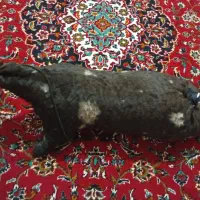 یه عددخیگ (مشک واسه روغن)