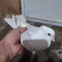 کفتر دوکت زرد