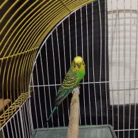 جفت مرغ عشق|پرنده|شاهین‌شهر, شهرک گلدیس|دیوار