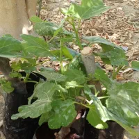 نهال انجیر چهار فصل بنفش|گل و گیاه طبیعی|پلان, |دیوار