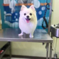 کارآموز اصلاح و پیرایش پت و پت شاپ