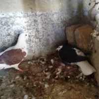 چند عدد کفتر|پرنده|مه ولات, |دیوار